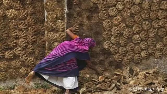 印度推出“全球首款”牛粪涂料:刷完能抗菌防虫、冬暖夏凉